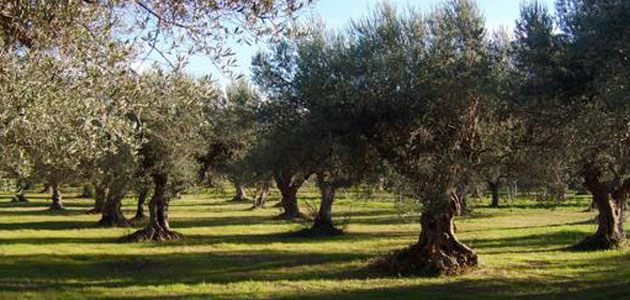 El VI Simposio de Producción Agraria Ecológica de Reus se dedicará al olivo y a los frutos secos