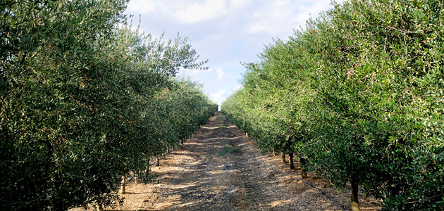 Extremadura ofrece subvenciones para financiar préstamos a explotaciones olivareras
