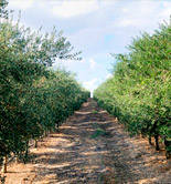 Olivais do Sul, 10 años de producción de AOVE de calidad