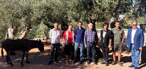 La DOP Oliva de Mallorca espera una cosecha de 50.000 kilos de aceituna de mesa