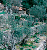 Guía para la evaluación sensorial de la DOP Oliva de Mallorca