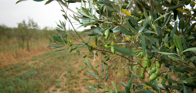 La producción europea de aceite de oliva se sitúa en 1.094.710 t. hasta diciembre
