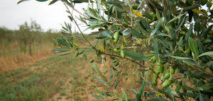 La producción europea de aceite de oliva se sitúa en 1.094.710 t. hasta diciembre