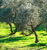 El precio medio de la hectárea de olivar en secano aumenta un 16,9% en Granada