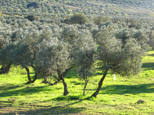 Agrícola Café celebra su próxima Jornada de Olivar en Jimena