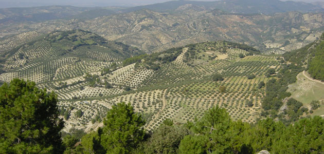 El COI escoge Jaén para conmemorar el Día Mundial del Olivo
