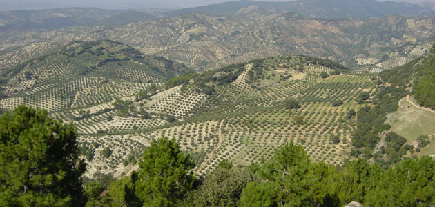 La Diputación de Jaén valora en el pleno integrarse en la Asociación de los Paisajes del Olivar de Andalucía Patrimonio Mundial