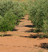 El riego deficitario controlado mejora la calidad del aceite de oliva
