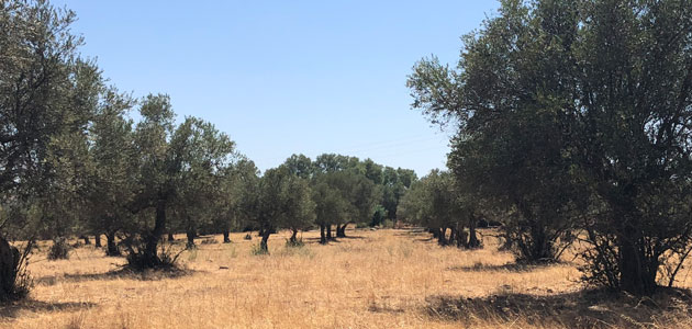 Casi el 5% del olivar español se encuentra en proceso de abandono, según un análisis