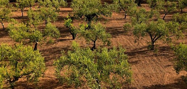 Nuevo proyecto sobre agricultura de precisión en olivar y almendro de secano