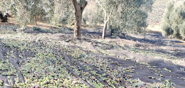 COAG-Andalucía prevé un 30% menos de producción de aceituna en el olivar de regadío