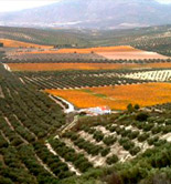 UPA se movilizará el 30 de junio en Madrid en defensa del olivar tradicional