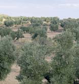 La siniestralidad en los seguros del olivar fue de 3,73 millones de euros en 2013