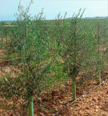 Australia aumentará su producción de aceite de oliva un 5% en la próxima campaña