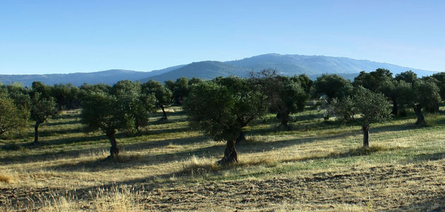 La superficie asegurada de olivar se ha situado en 180.780 hectáreas en la campaña 2018/19