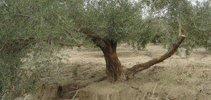 El cultivo del olivo ante el cambio climático