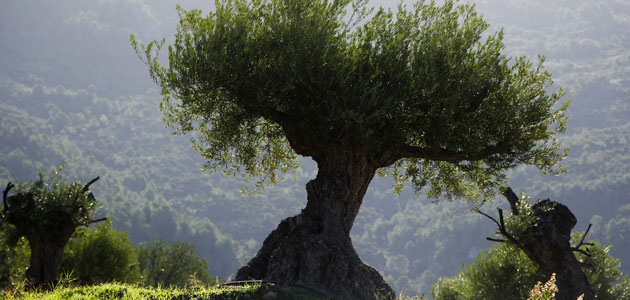 COAG reclama un pacto de Estado para acometer una reforma estructural del seguro agrario ante el cambio climático