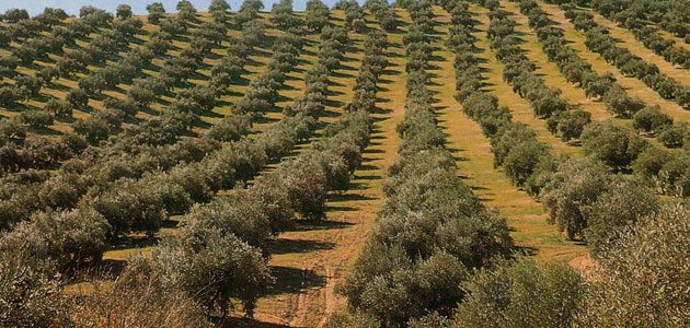 Un seminario analizará las acciones integradas contra la Xylella fastidiosa para la protección del olivar y el comercio internacional