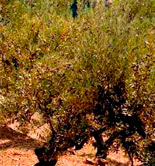 El olivar ocupa el 57,3% de la superficie de Producción Integrada en España