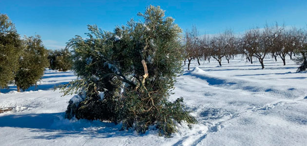 Cataluña destina 1 millón de euros a recuperar los olivos afectados por el temporal Filomena