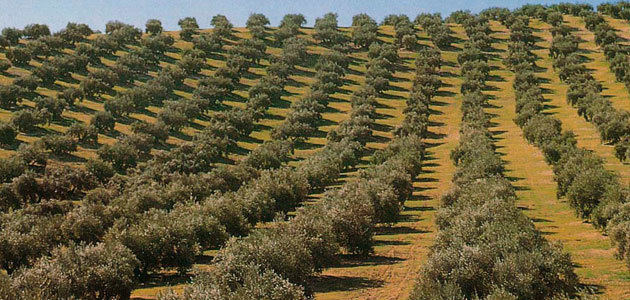Andalucía concede 21 millones de euros de nuevas ayudas al sector del olivar