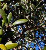 Cobrar el paro es compatible con el cultivo del olivar familiar