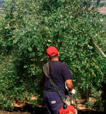 Olivar de Segura adelanta la recogida de la aceituna para obtener AOVE con la certificación 'Recolección Temprana'