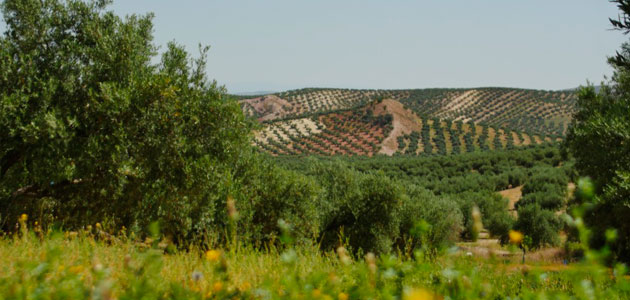 El IFAPA participa en un proyecto para la mejora de la biodiversidad en el olivar