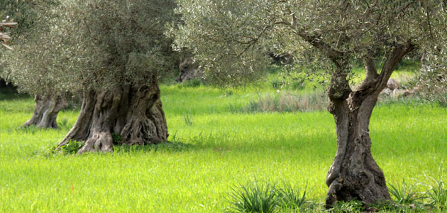 Andalucía inicia un nuevo pago de 43,9 millones de euros a la agricultura ecológica de la campaña 2018