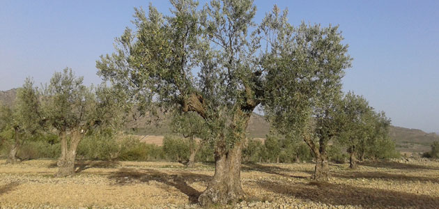 La superficie cultivada de olivar ecológico en España aumentó un 4,57% en 2019