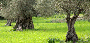 En busca de variedades de olivo que estén bien adaptadas al cultivo ecológico