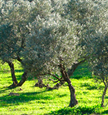 El III Plan Andaluz de la Producción Ecológica se somete a información pública durante el mes de junio