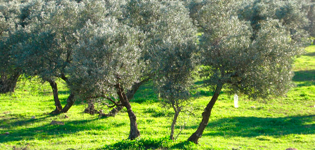 El olivar continúa liderando la superficie dedicada a cultivos ecológicos en Andalucía con 79.761 ha.