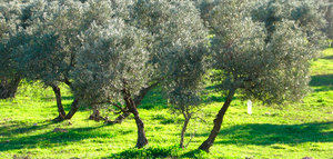 El olivar continúa liderando la superficie dedicada a cultivos ecológicos en Andalucía con 79.761 ha.