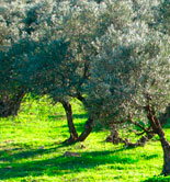 La UNIA organiza una jornada sobre agricultura ecológica aplicada al sector olivarero