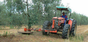 Andalucía abona ayudas por 10 millones que respaldan sistemas sostenibles de olivar