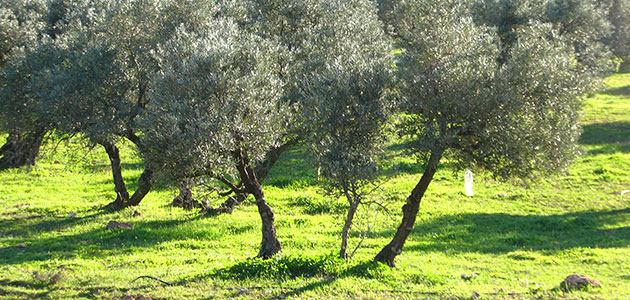 El 6,5% de la superficie mundial de olivar es de producción ecológica