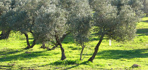 El 8,4% de la superficie mundial de olivar es de producción ecológica