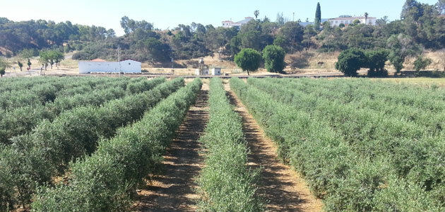 Ensayo de variedades de olivar en seto en Extremadura