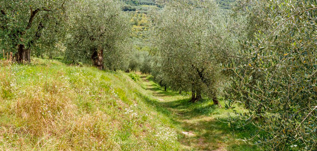 El USDA prevé una producción mundial de aceite de oliva de 3 millones de t.