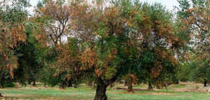 La Junta confirma la ausencia de la Xylella fastidiosa en Andalucía