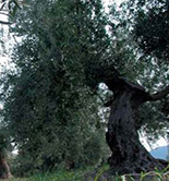 Denuncian el aumento de los robos en las explotaciones de olivar de Extremadura