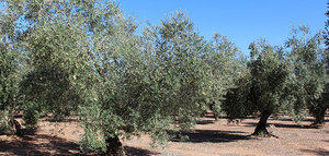 Evalúan el estrés en patrones de olivo para hacerlo más resistente al cambio global