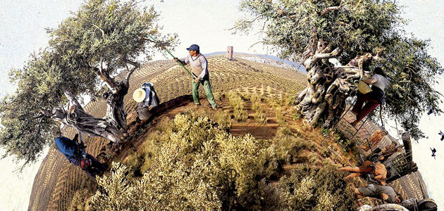 Olivares de España, un recorrido por la biografía del olivar español, su memoria y sus paisajes
