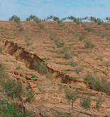 El 20% del territorio español se ha desertificado, según un estudio