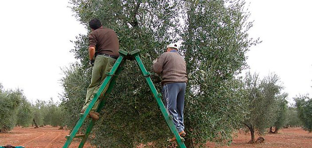 Abierto el plazo de solicitud de las ayudas a la modernización del olivar en Extremadura