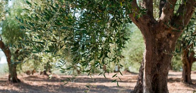 Estrés salino en olivo: hacia una olivicultura inteligente