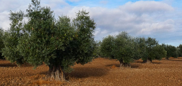 Madrid aprobará ayudas de 100 euros por hectárea de olivar para proteger a los agricultores y sus cosechas