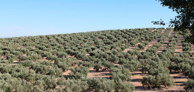 Andalucía prevé que su producción de aceite de oliva descienda un 32,7% esta campaña