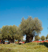 Investigación de vanguardia: el 'Modelo Santander' de determinación de la edad de olivos monumentales